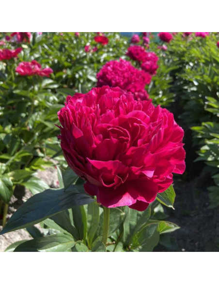 RED MAGIC Hei Hai Bo Tao Paeonia Piwonia