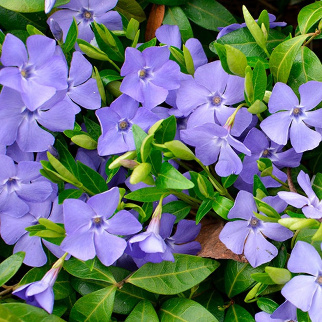 Barwinek pospolity Aureomarginata Vinca minor