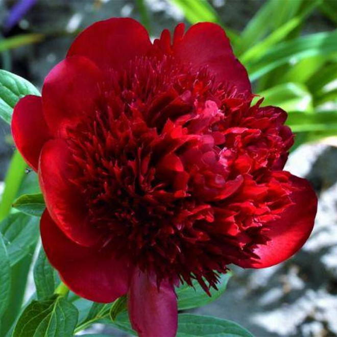 Piwonia Paeonia RED MAGIC Hei Hai Bo Tao