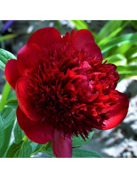 Piwonia Paeonia RED MAGIC Hei Hai Bo Tao