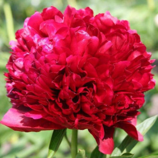 Red Grace Paeonia Piwonia