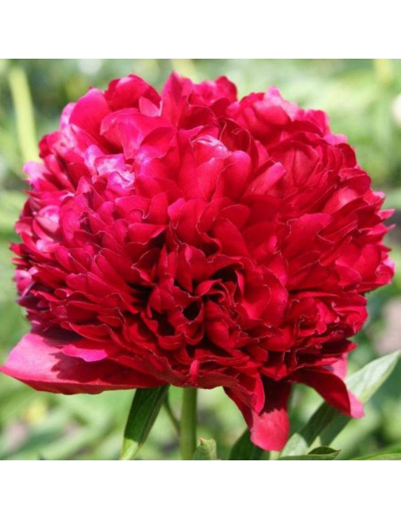 Red Grace Paeonia Piwonia