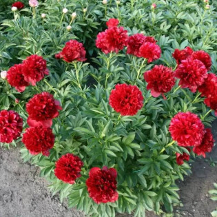 Red Grace Paeonia Piwonia 2