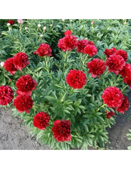 Piwonia Red Grace Paeonia
