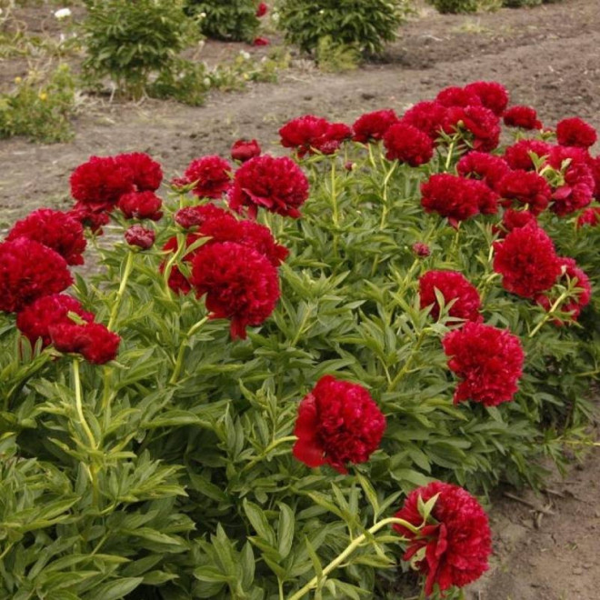 Piwonia Paeonia Red Grace