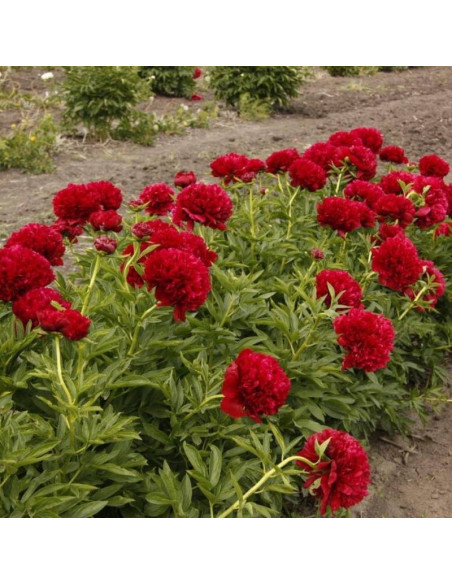 Piwonia Paeonia Red Grace