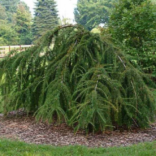 Modrzew europejski Varied Directions Larix decidua 2