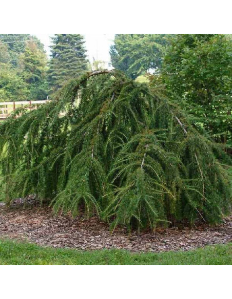 Varied Directions Larix decidua Modrzew europejski