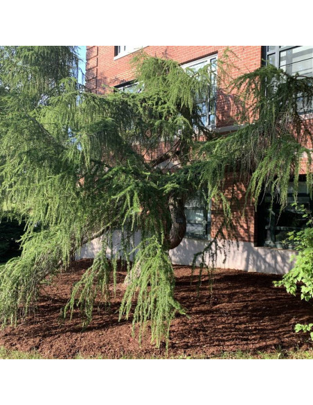 Modrzew europejski Varied Directions Larix decidua