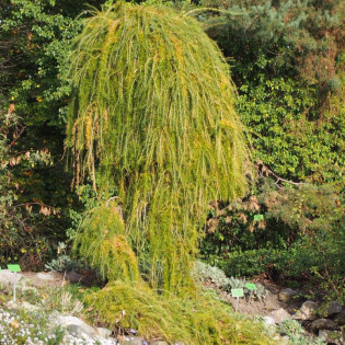Repens Larix decidua Modrzew europejski