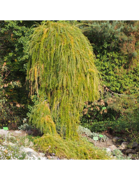 Repens Larix decidua Modrzew europejski