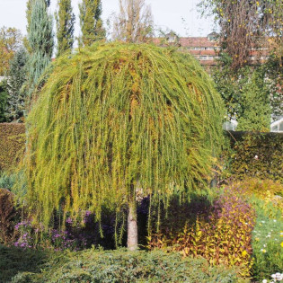 Repens Larix decidua Modrzew europejski 2