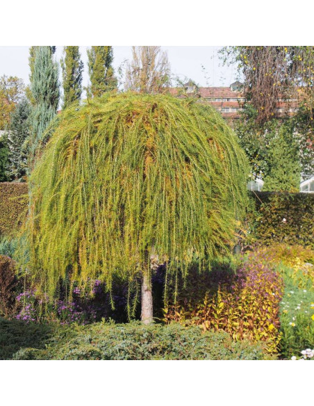 Modrzew europejski Repens Larix decidua