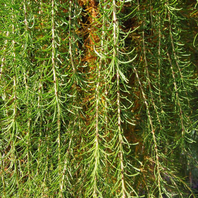 Modrzew europejski Larix decidua Repens Modrzew europejski Larix decidua Repens