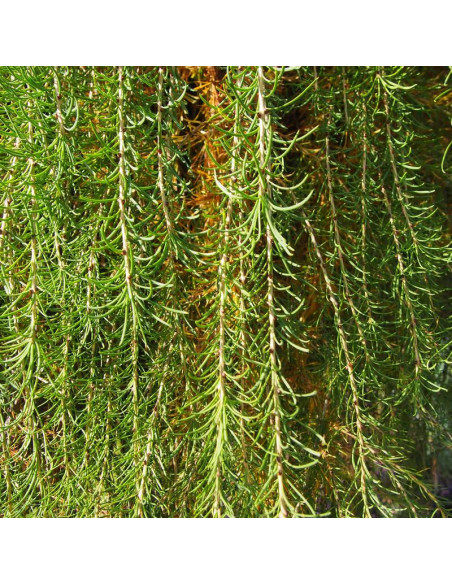 Modrzew europejski Larix decidua Repens