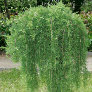 Modrzew europejski Puli Larix decidua