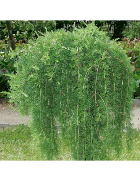 Modrzew europejski Puli Larix decidua