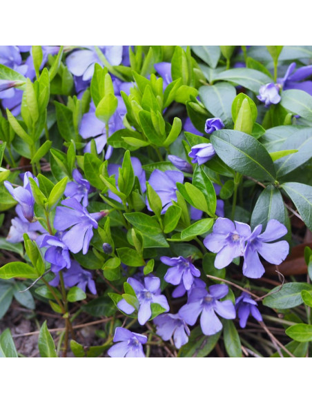 Barwinek pospolity La Grave Vinca minor