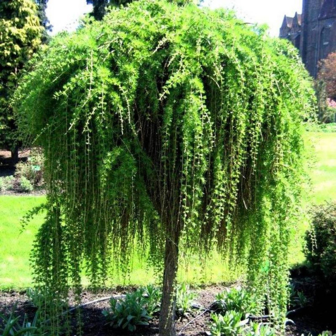 Puli Larix decidua Modrzew europejski