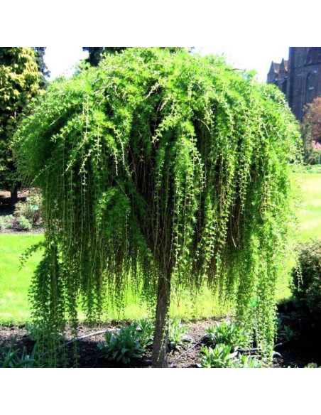 Puli Larix decidua Modrzew europejski