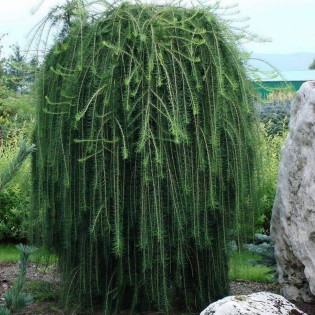 Pendula Larix decidua Modrzew europejski 2