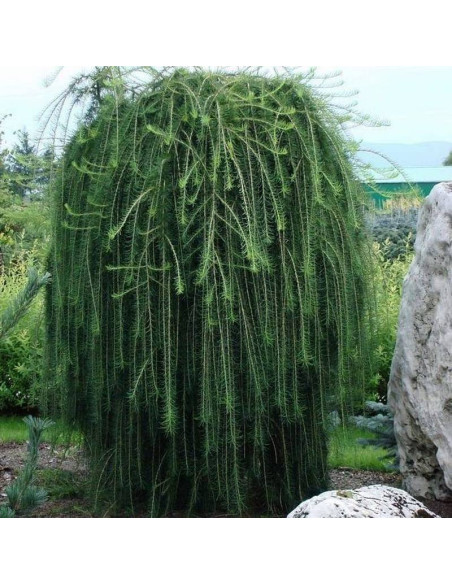 Modrzew europejski Pendula Larix decidua