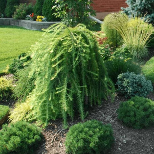 Pendula Larix decidua Modrzew europejski