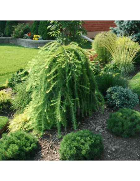 Pendula Larix decidua Modrzew europejski