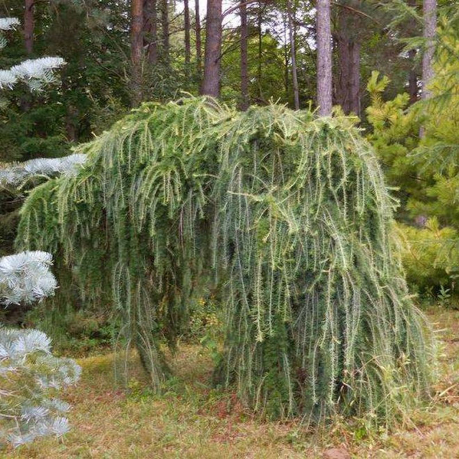 Modrzew europejski Larix decidua Pendula Modrzew europejski Larix decidua Pendula