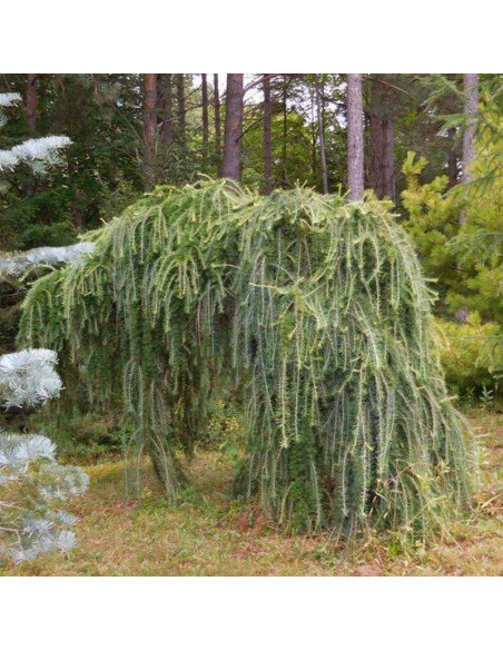 Modrzew europejski Larix decidua Pendula