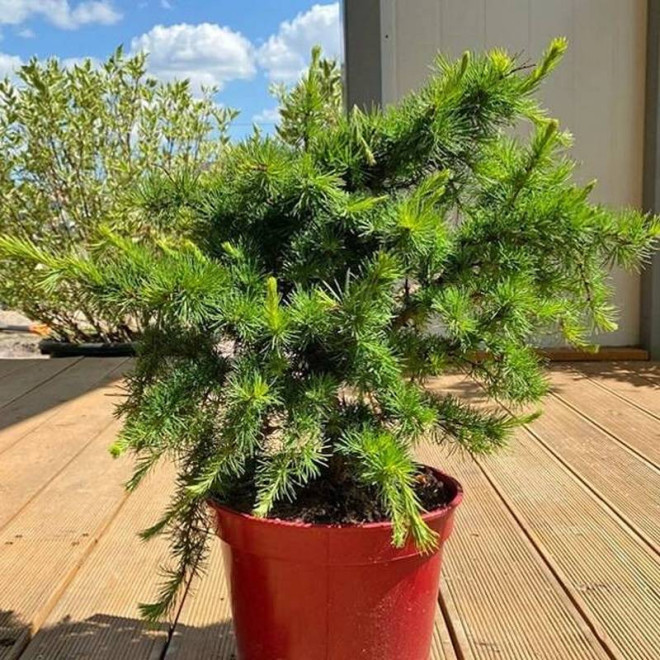 Little Bogle Larix decidua Modrzew europejski Little Bogle Larix decidua Modrzew europejski