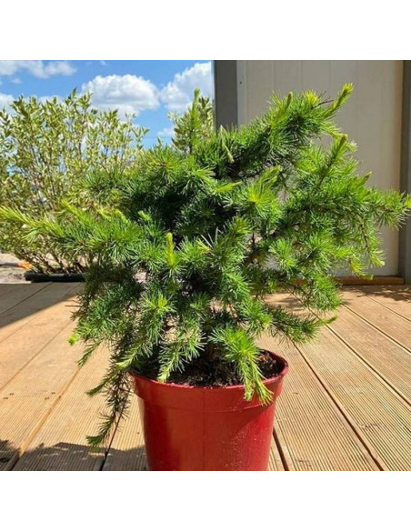 Little Bogle Larix decidua Modrzew europejski