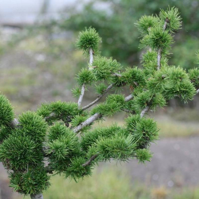 Modrzew europejski Krejčí Larix decidua Modrzew europejski Krejčí Larix decidua