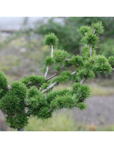 Modrzew europejski Krejčí Larix decidua
