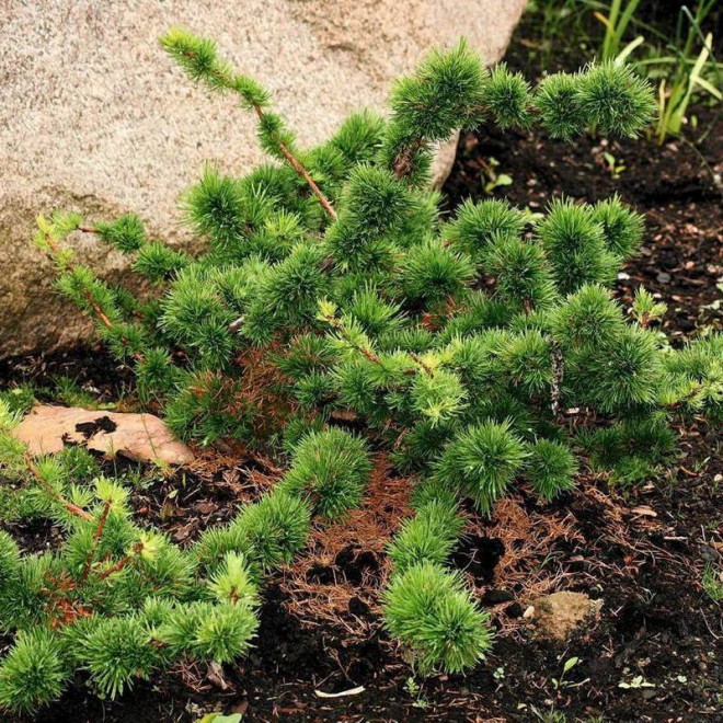 Krejčí Larix decidua Modrzew europejski Krejčí Larix decidua Modrzew europejski