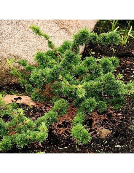 Krejčí Larix decidua Modrzew europejski