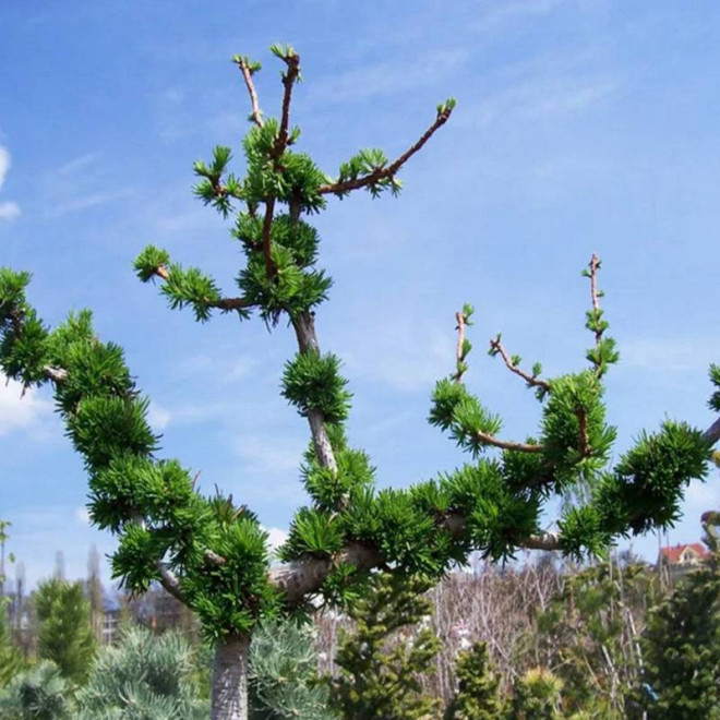 Modrzew europejski Larix decidua Krejčí Modrzew europejski Larix decidua Krejčí