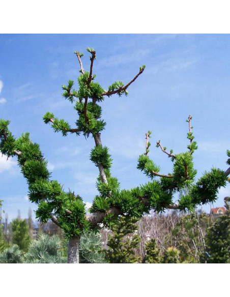 Modrzew europejski Larix decidua Krejčí