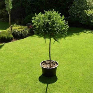 Modrzew europejski Kórnik Larix decidua