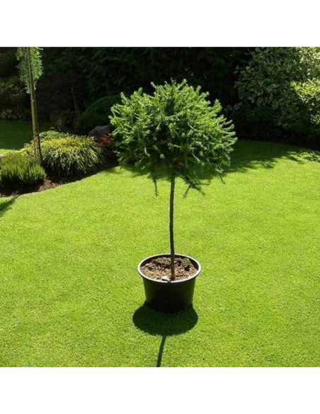 Modrzew europejski Kórnik Larix decidua