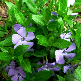 Barwinek pospolity La Grave Vinca minor 2