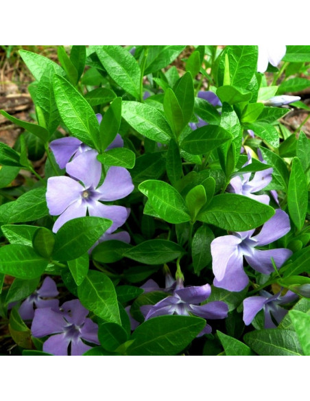 La Grave Barwinek pospolity Vinca minor