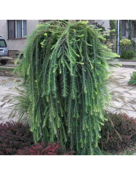 Kórnik Larix decidua Modrzew europejski