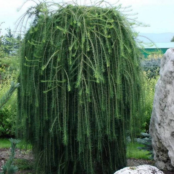 Modrzew europejski Larix decidua Kórnik