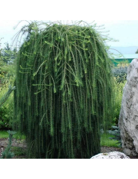 Modrzew europejski Larix decidua Kórnik