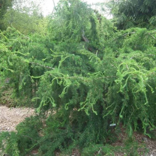 Hortsmann Recurved Larix decidua Modrzew europejski