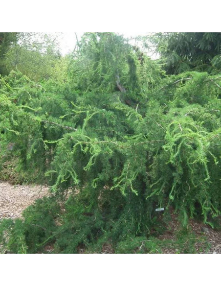 Hortsmann Recurved Larix decidua Modrzew europejski