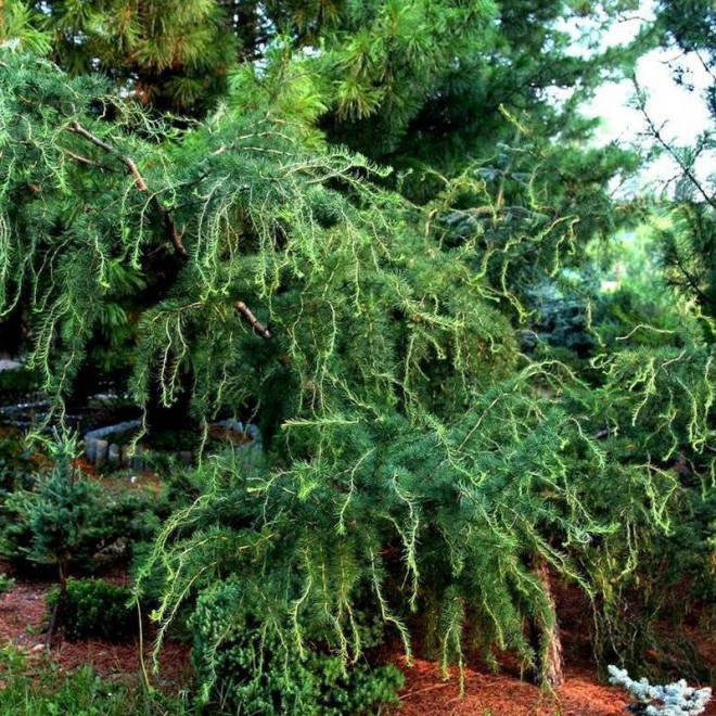 Modrzew europejski Hortsmann Recurved Larix decidua