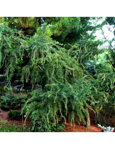 Modrzew europejski Hortsmann Recurved Larix decidua