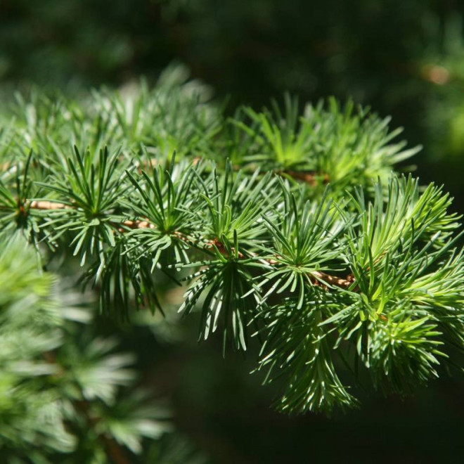 Globus Larix decidua Modrzew europejski